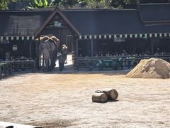 -野象谷景区