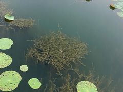 -南湖湿地公园