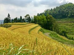 -紫鹊界梯田景区