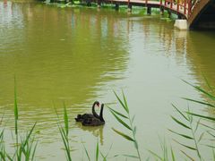-白洋淀景区