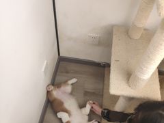 -浣熊柯尔鸭土拨鼠·电玩咖