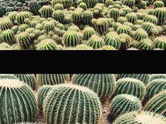 -深圳仙湖植物园-停车场