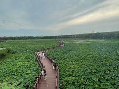 -荷塘月色湿地公园·向阳花洲