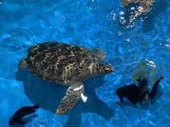 -芜湖新华联大白鲸海洋公园