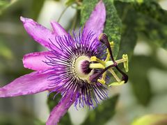 -国家植物园南园