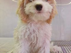 -翊宠yipet猫狗购宠庄园犬舍•猫舍