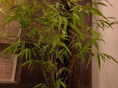 -竹子咖啡bamboo coffee