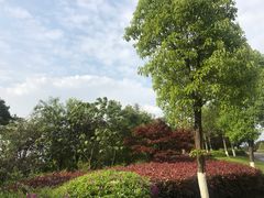 -铁山坪森林公园