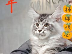 -十年猫舍·猫咪专门店(普陀店)