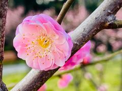 -新虹桥中心花园