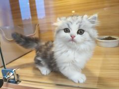 -猫十亿·布偶金渐层·曼基康矮脚猫舍(青年路店)