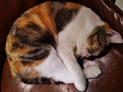 -猫小院猫主题餐厅(三里屯店)