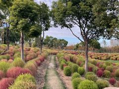 -春花秋色城市公园
