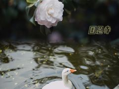 -国恩寺