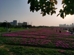 -洋湖国家湿地公园