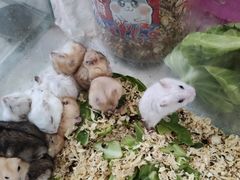 -曲阳花鸟市场(曲阳路店)