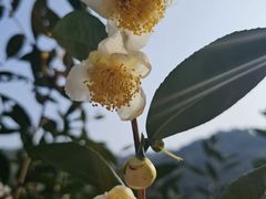 -天台国家森林公园水上茶乡九鹏溪
