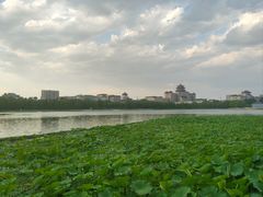 -莲花池公园