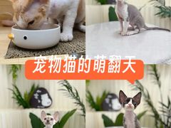 -山宅一喵德文卷毛猫舍