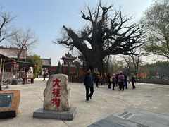 -大槐树寻根祭祖园
