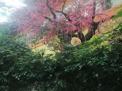 -君临七星生态酒店