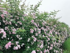 -大塘金香草谷