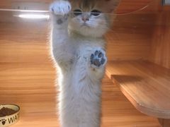 -猫十亿·布偶金渐层·曼基康矮脚猫舍(青年路店)