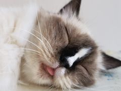 -怪兽屋·羊驼·猫咖·狗咖(俊华广场店)