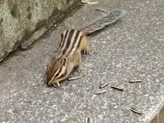 -汤旺河林海奇石景区