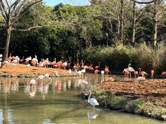 -上海野生动物园老虎餐厅