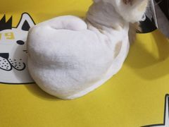 -宠爱国际动物医院· 猫科· 外科·中兽医(长白店)