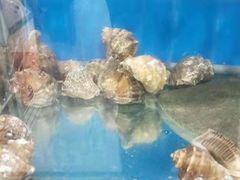 -宾朋海鲜特色美食餐厅·纯手工鲅鱼水饺(兴海路店)