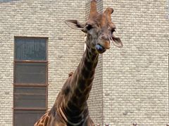 -石家庄市动物园