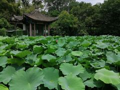 -莲湖公园