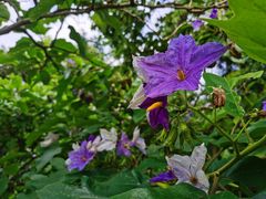 -广西壮族自治区药用植物园