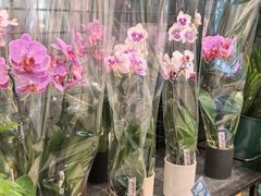 -优衣库(银座店)