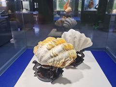 -贝壳王国博物馆