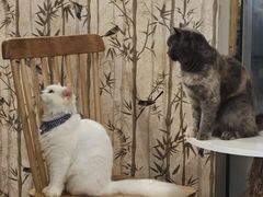 -楼上猫咖(罗湖店)