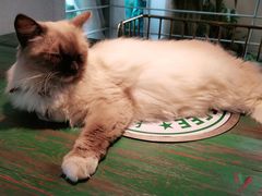 -喵喵咪呀布偶猫咖(春熙路店)