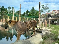 -上海野生动物园