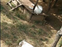 -石家庄市动物园