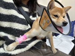 -御宝贝24h宠物医院·转诊中心·CT核磁血透中心(厦门总院)
