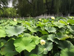 -莲湖公园