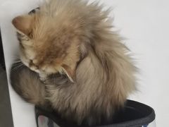 -中农国际动物医院24小时·猫科·骨科·急重症中心