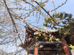 -桃花堤公园