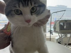 -北京观赏动物医院·24小时大型综合·猫专科·异宠专科