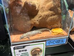 -正佳雨林生态植物园