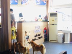-柴源莊·柴小宠柴犬咖啡
