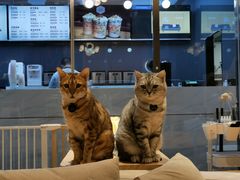 -啵啵喵·猫咖(攀华国际店)