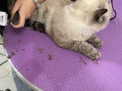 -中农国际动物医院24小时·猫科·骨科·急重症中心